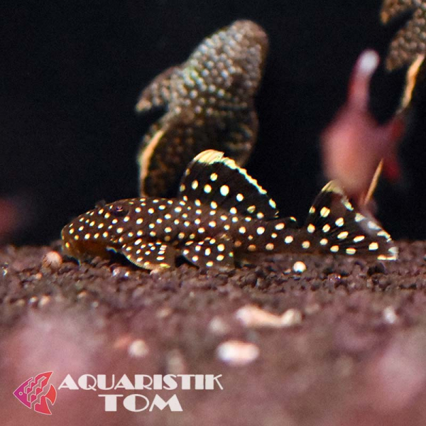 L081 Gelbsaum-Prachtharnischwels, Baryancistrus spec.